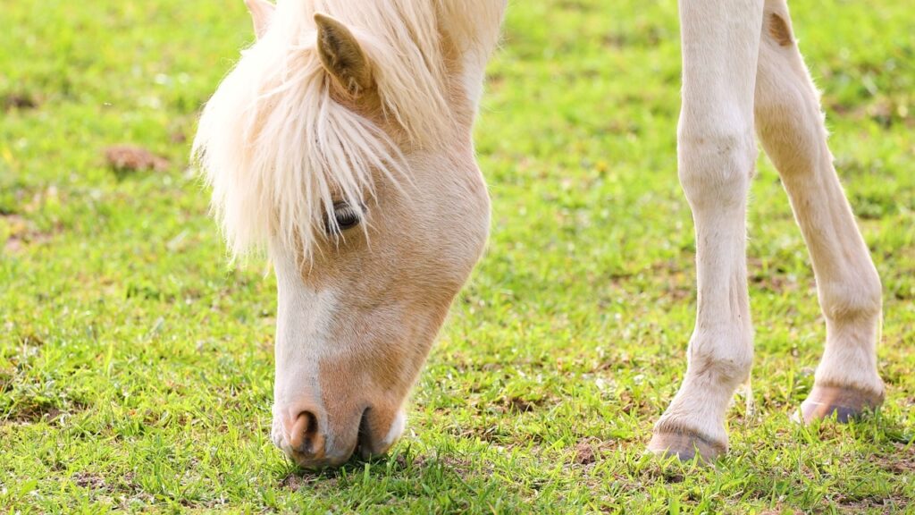 Cheval qui broute